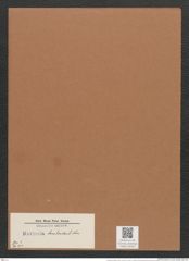 Navicula bomboides A.Schm. (de-Toni-Nr.: Genus 1, Species 203) Zeichnungen Sammlung Grunow Mappe 00164 (Herbarium_W_Grunow_drawings_Folder_00164)